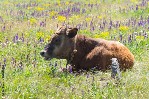 Cute young bull-calf resting while chained on summer flowering meadow photo