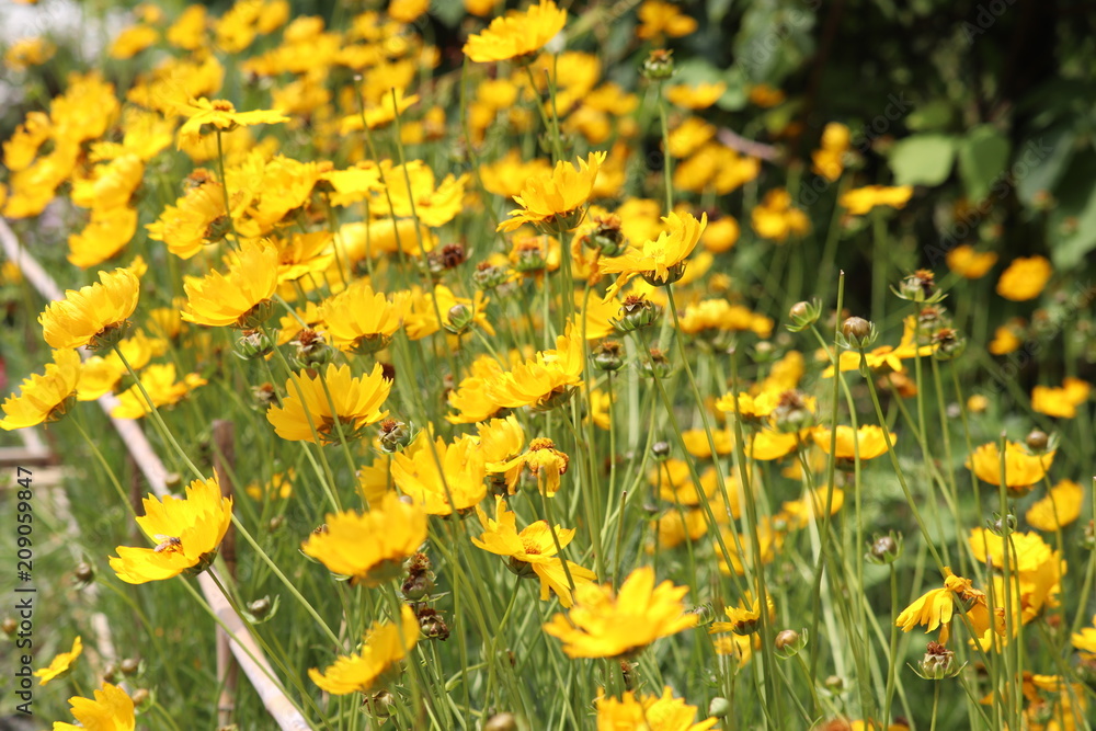 Obraz premium Hemang