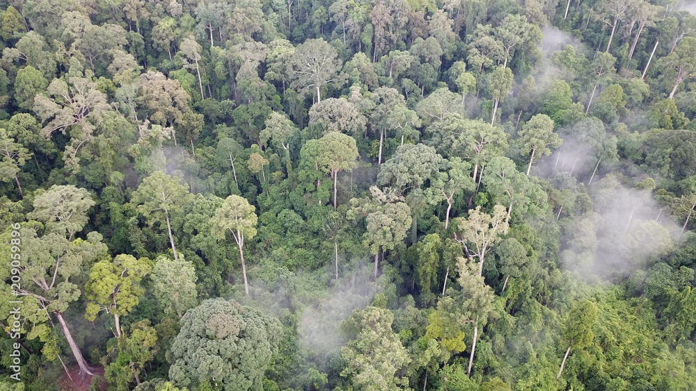 Obraz premium Rainforest in Borneo