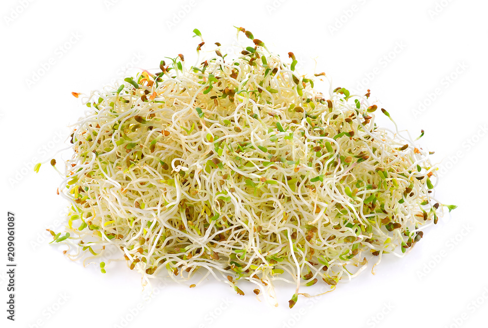 Alfalfa sprout isolated on white background Alfalfa sprout isolated on white background
