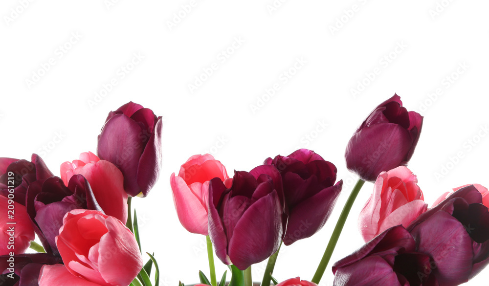 Beautiful tulips on white background Beautiful tulips on white background