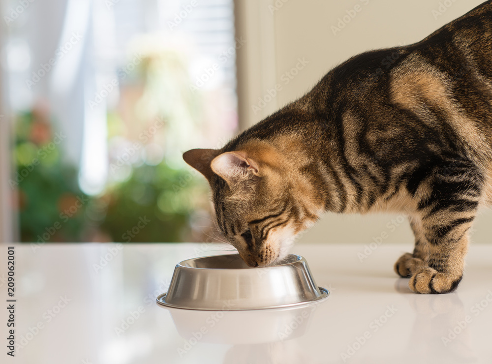 Fototapeta premium Piękny koci kot jedzenie na metalowej misce. Słodkie zwierzę domowe.