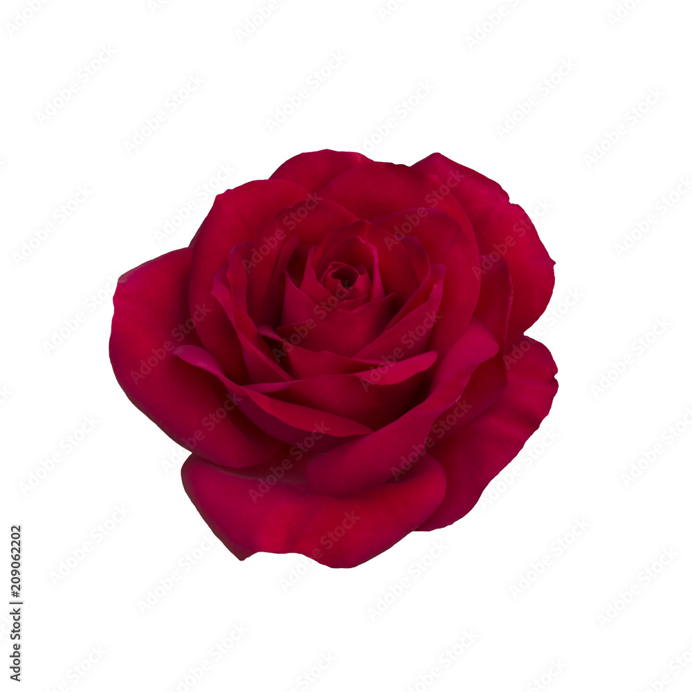 Dark red rose Dark red rose