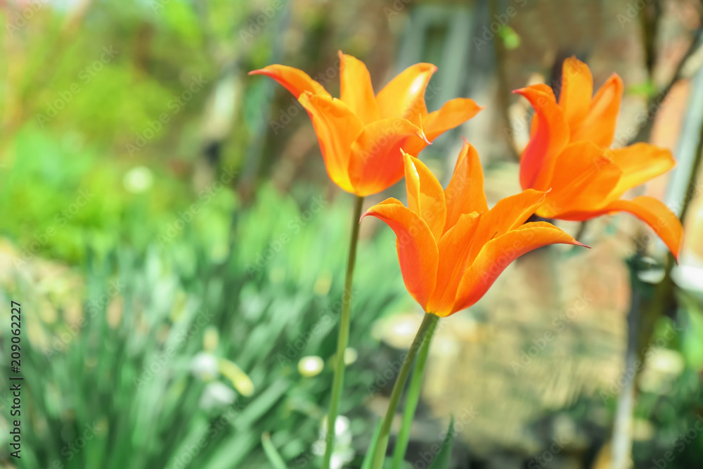 Beautiful blossoming tulips on sunny spring day outdoors Beautiful blossoming tulips on sunny spring day outdoors