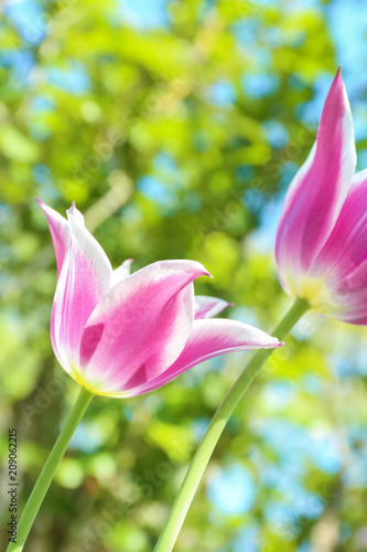 Beautiful blossoming tulips on sunny spring day outdoors