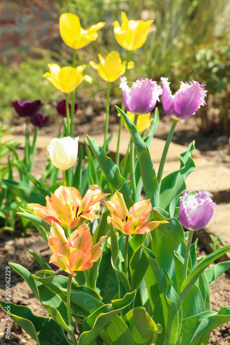 Beautiful blossoming tulips on sunny spring day outdoors