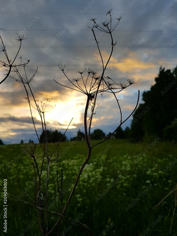 Fototapeta premium Sky