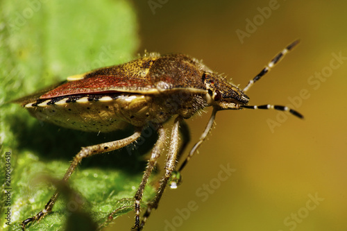 Close-up side view of a hairy berry bug with a drop of water on the antennae in the dead-nettle Lamium album photo