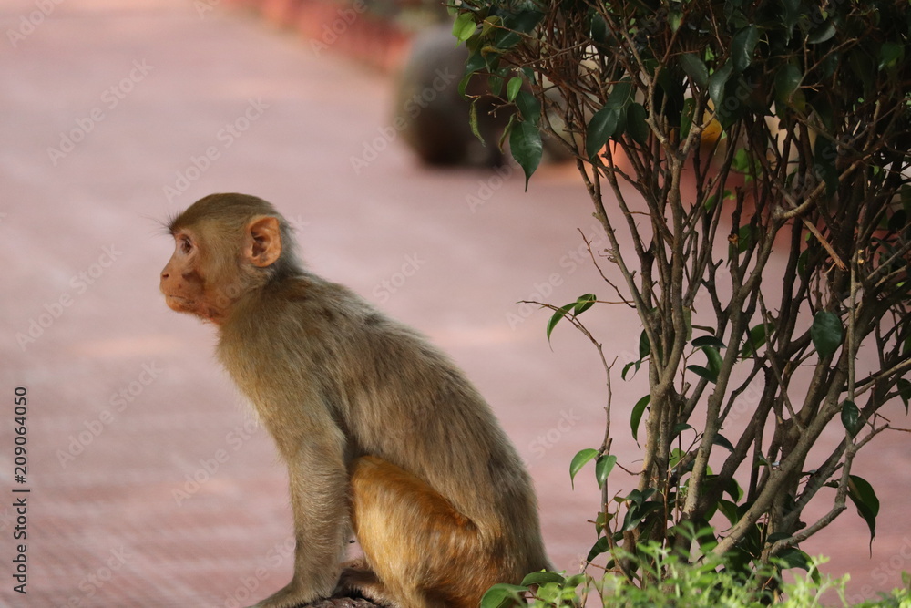 Obraz premium Animal