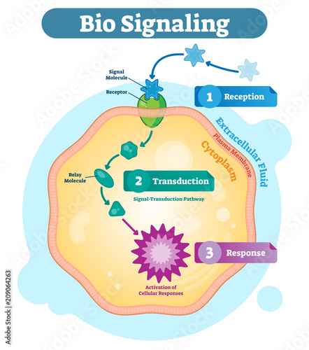 Bio signaling cell communication network system, micro biological anatomy labeled diagram vector illustration with receptor, transduction and response activity.
