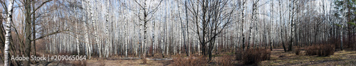 Birch trees panorama