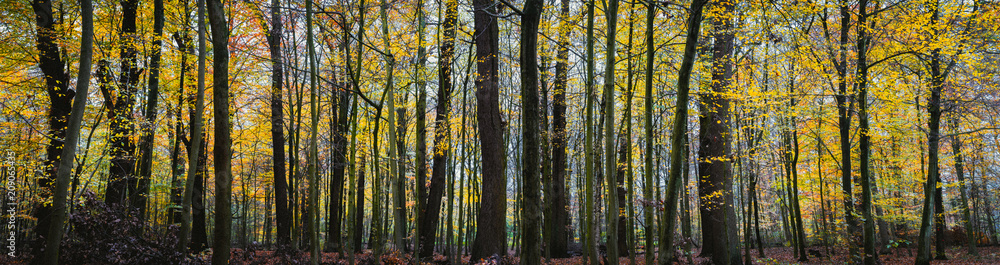 Panorama of a autumn yellow forest