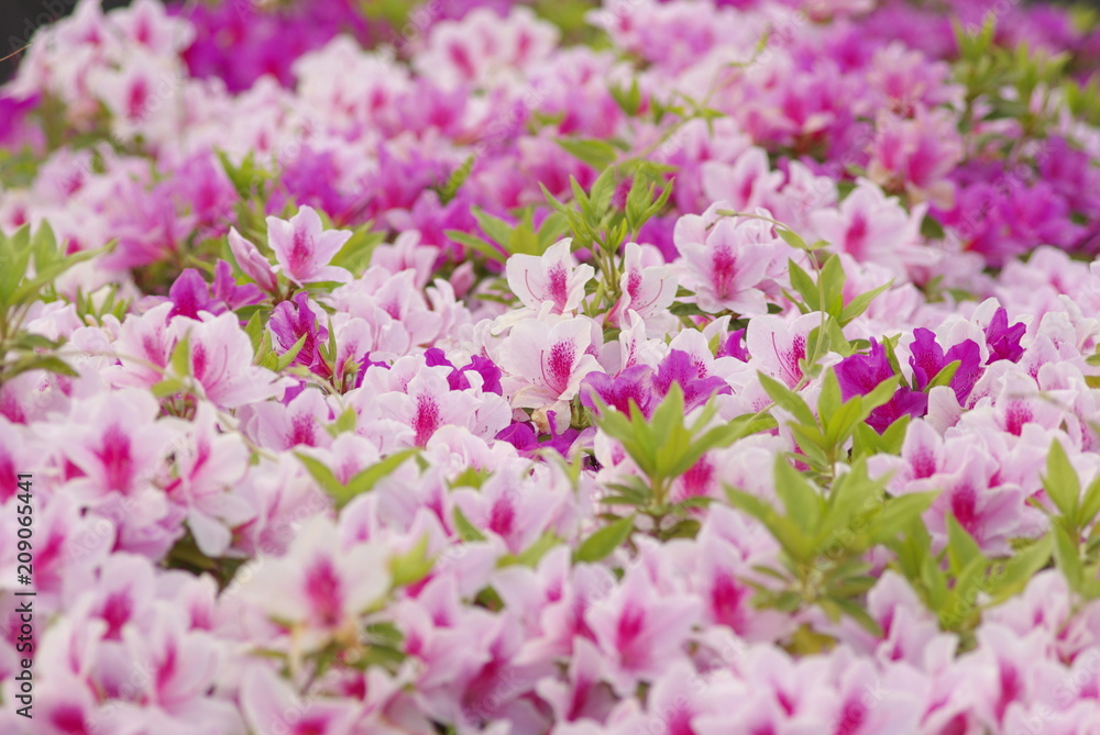 ツツジ(azalea) ツツジ(azalea)