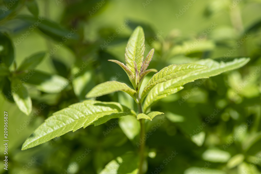 Zitronenverbene als Heilpflanze für Naturmedizin und Pflanzenheilkunde Zitronenverbene als Heilpflanze für Naturmedizin und Pflanzenheilkunde