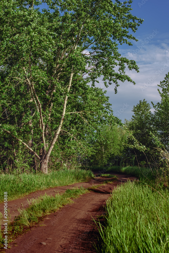 Fototapeta premium Summer landscape rural road after rain in the forest. Birch forest.