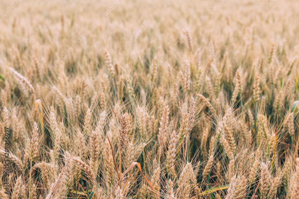 Fototapeta premium Beautiful wheat field in the summer, close up