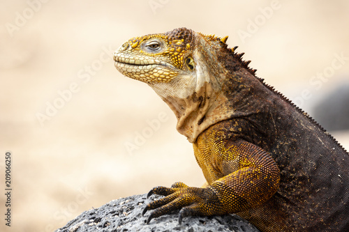 Galapagos Land Lguana  Conolophus subcristatus  in Galapagos Isl