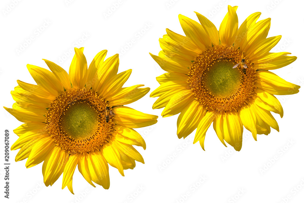 sunflower isolated on white background sunflower isolated on white background