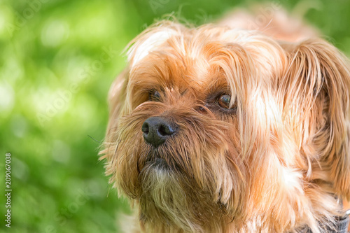Yorkshire terrier dog close up portrait against green blurry background outdoors. Puppy, young dog outdoors.