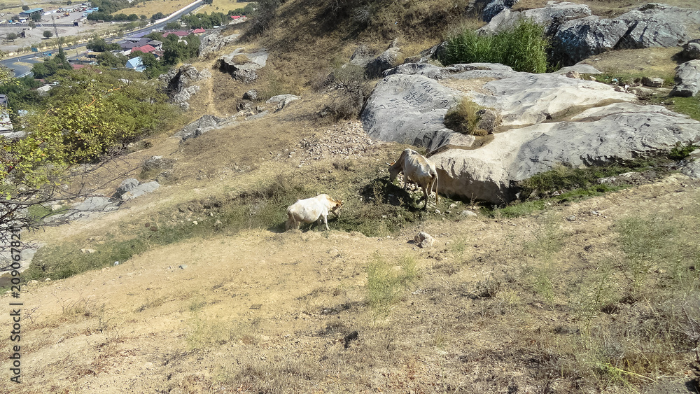 Photo nature of the mountain. Photo nature of the mountain.