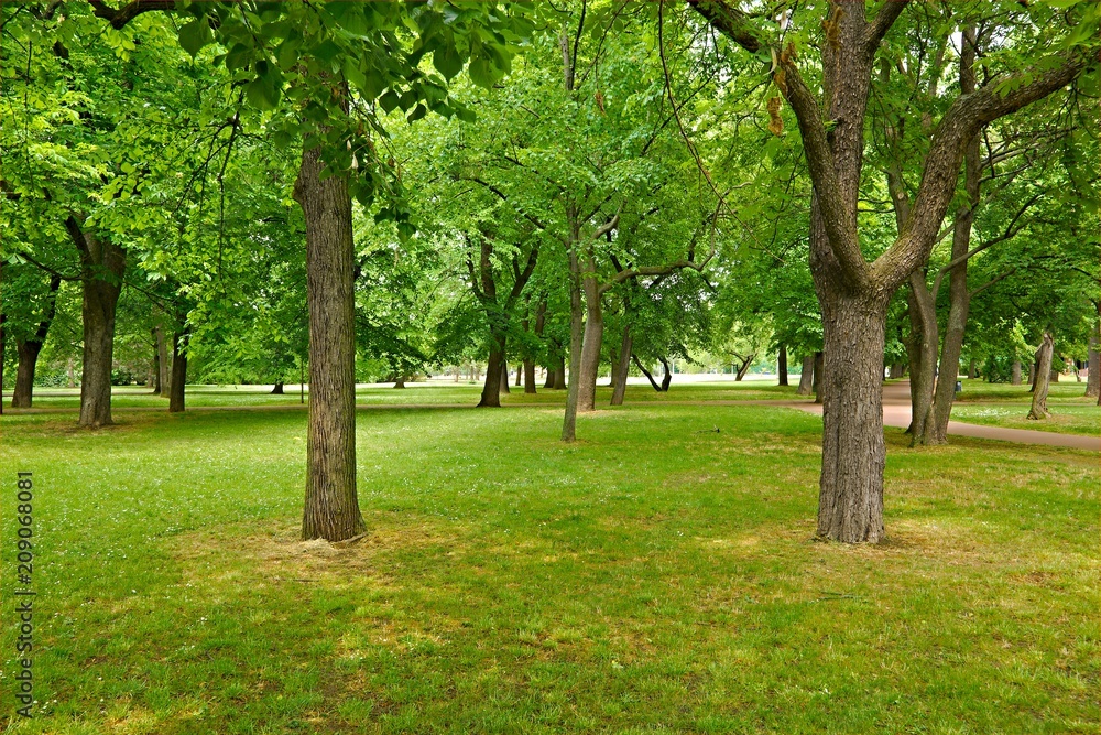 Green trees in a park