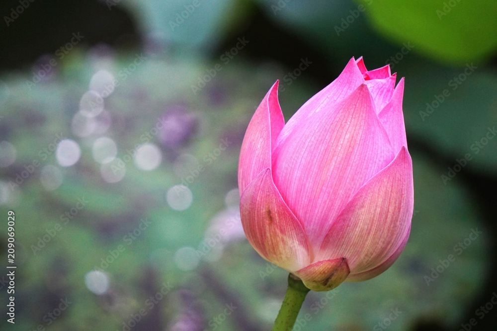 Single pink lotus blossom with bokeh background