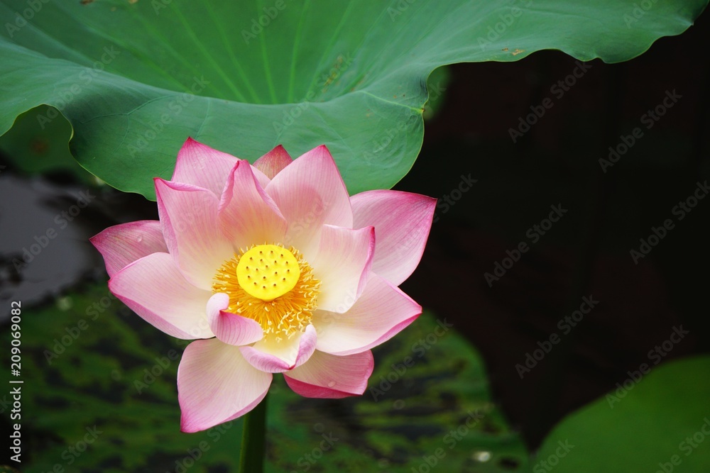 Pink lotus water lily bloom with yellow pod in center Pink lotus water lily bloom with yellow pod in center