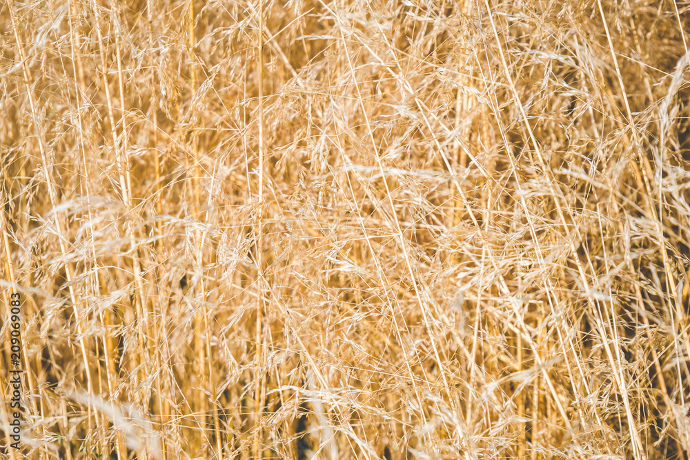 Golden grass field. Abstract background and texture Golden grass field. Abstract background and texture