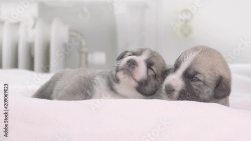 Two cute puppy dogs on bed at home. Tired puppies sleeping in bedroom.