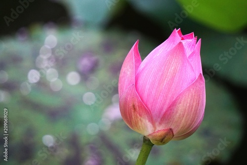 Single pink lotus blossom with bokeh background