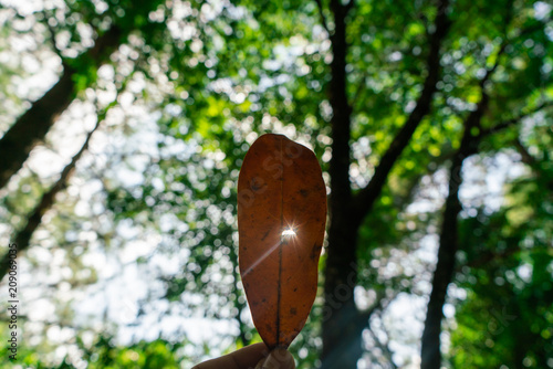 Creative layout made of green leaves, Nature concept