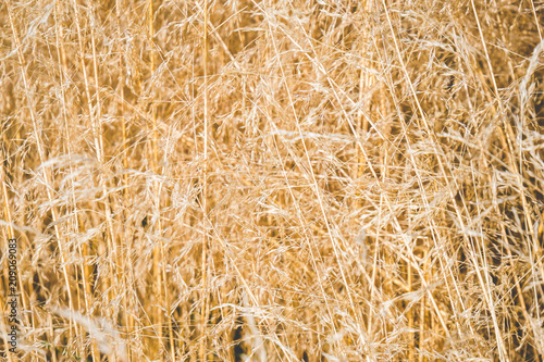 Golden grass field. Abstract background and texture