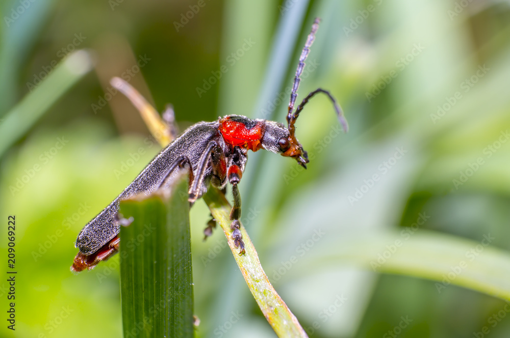 small soldier soft beetle on green grass in fresh season nature small soldier soft beetle on green grass in fresh season nature