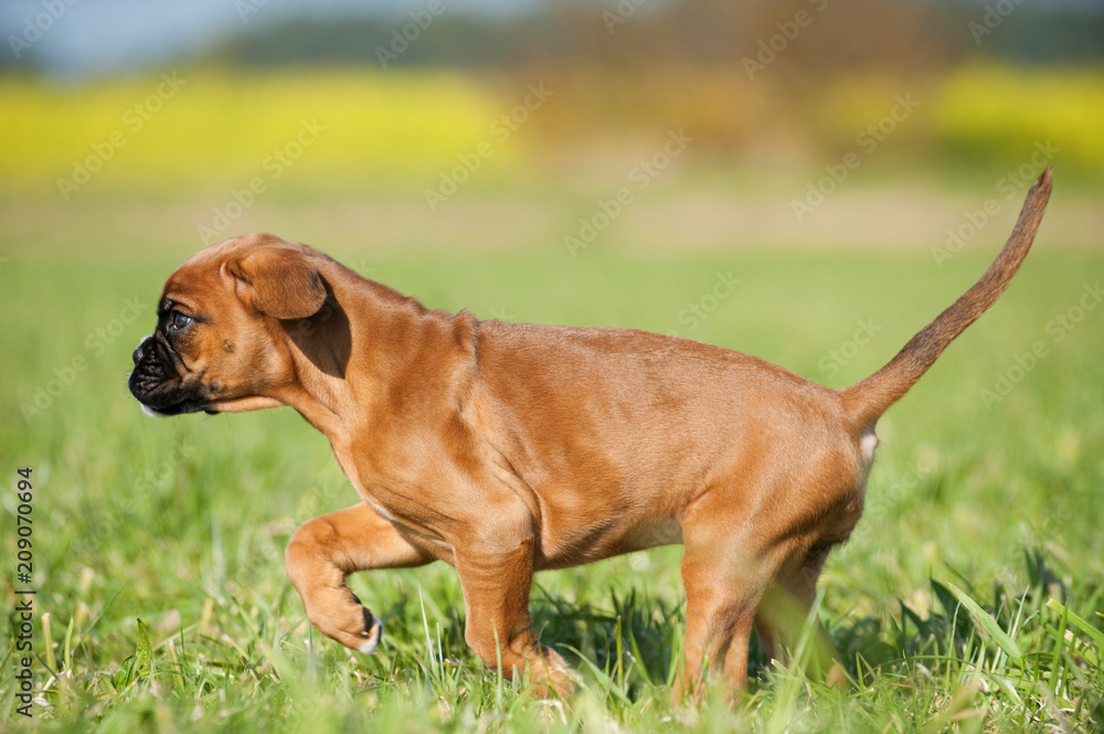 Boxerwelpe rennt durch eine Wiese Boxerwelpe rennt durch eine Wiese