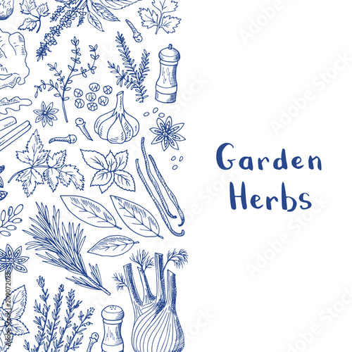 Vector hand drawn herbs and spices background with place for text illustration