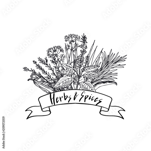 Vector hand drawn herbs and spices in bouquet