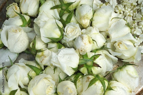 White roses rosebuds horizontal background