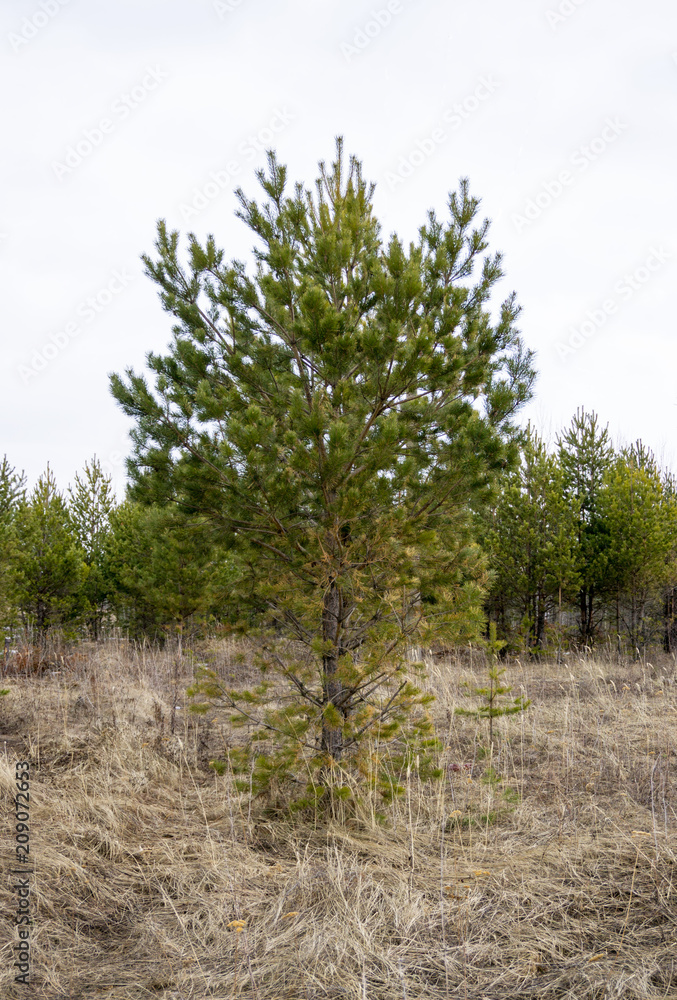 beautiful pine in spring beautiful pine in spring