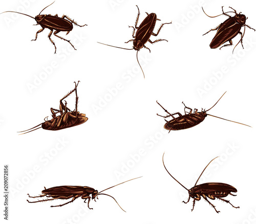 drawing of a black and color cockroach, isolated silhouettes