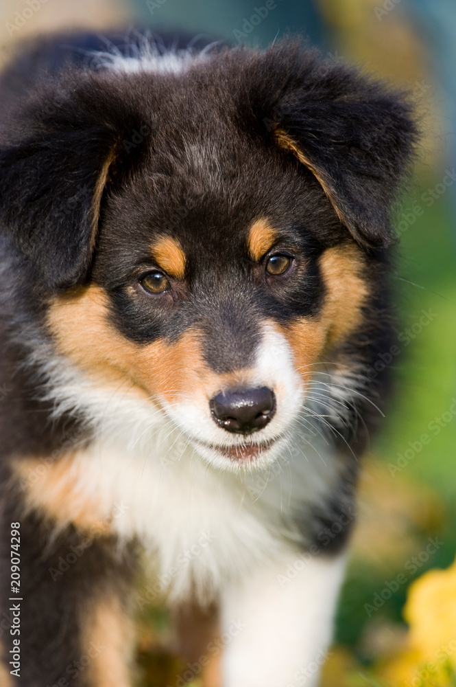 Australian Shepherd Welpe