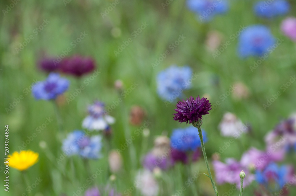 closeup of wild flowers in a meadow closeup of wild flowers in a meadow