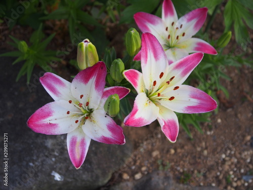 OLYMPUS DIGITAL CAMERA