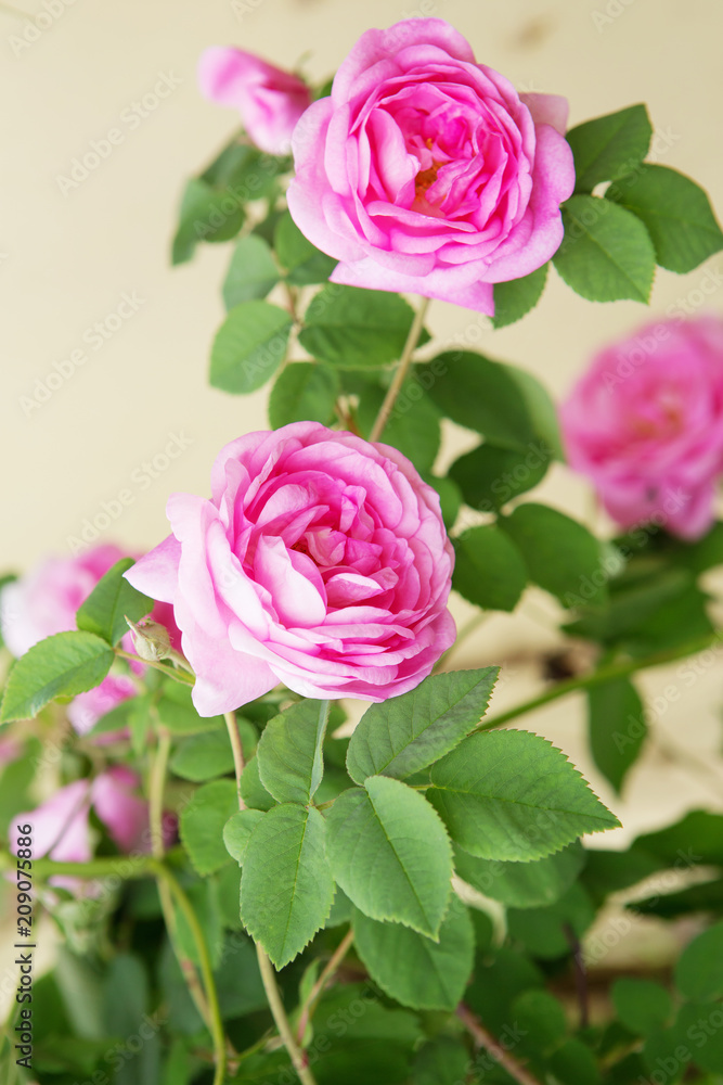 tea rose bush. Rose oil production. tea rose bush. Rose oil production.