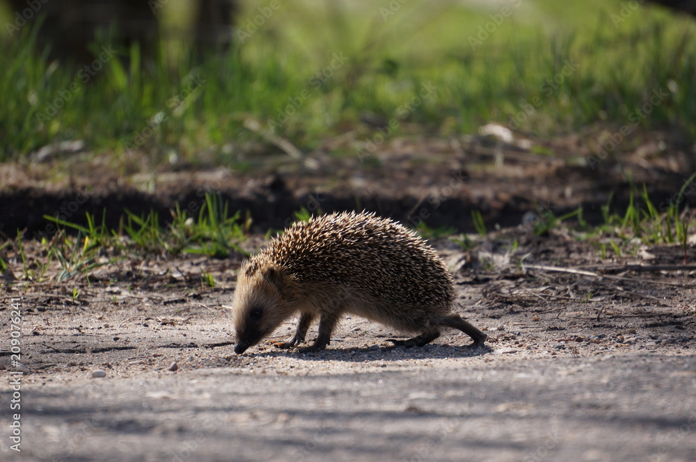 Hedgehog Hedgehog