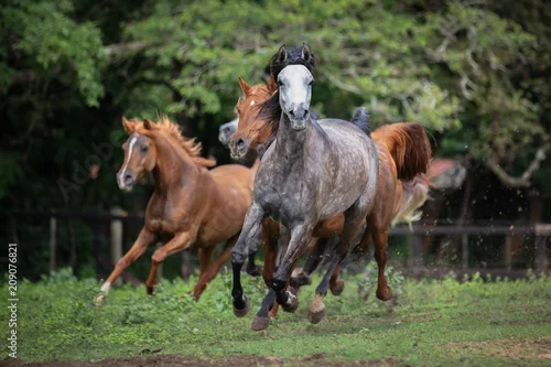 Obraz Koń arabski, koń arabski