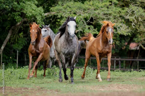 Obraz Koń arabski, koń arabski
