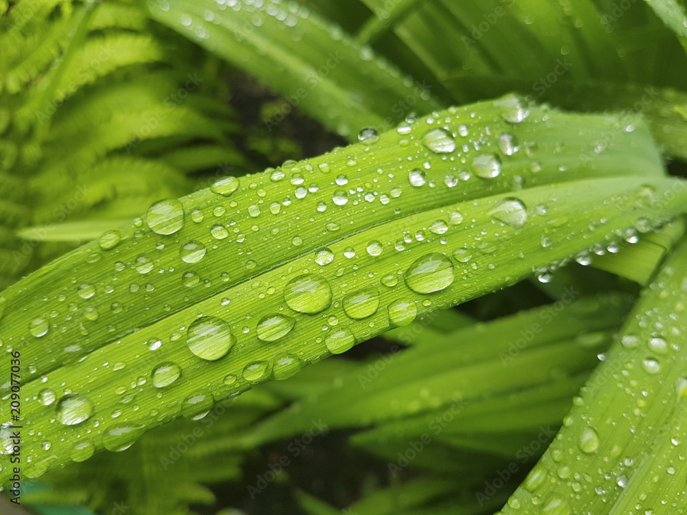 Rain drops on the green grass.
