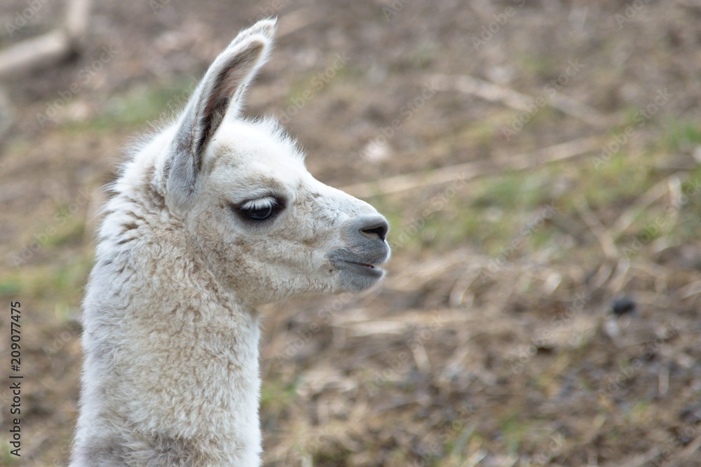 White baby llama portrait 