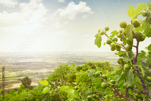 Fig tree on spain landscape, cultivated fields