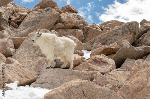 Mountain Goat, Summit, Mt. Evans, Colorado